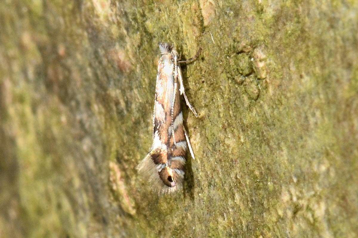 Gracillariidae: Phyllonorycter rajella?